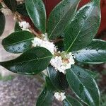 Osmanthus heterophyllusफूल