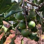 Macadamia integrifolia Frutto