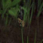 Carex raynoldsii Fruto