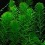 Myriophyllum aquaticum 叶