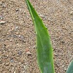 Agave salmiana Leaf