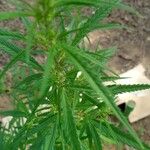 Cannabis sativa List