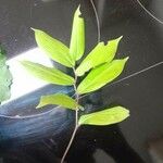 Maianthemum racemosum Blatt