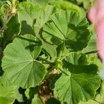 Pelargonium zonale Blad