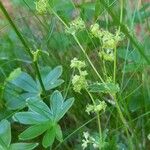 Alchemilla saxatilis 花