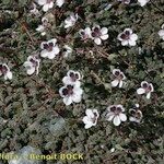 Erodium cheilanthifolium Hábito