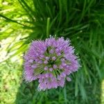 Allium angulosum Flower