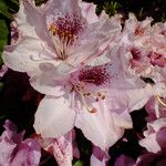 Rhododendron ponticum 花