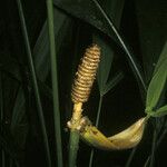 Cyclanthus bipartitus Vili