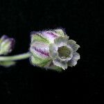 Silene edgeworthii Flower