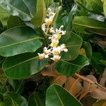 Calophyllum inophyllum 葉