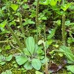 Plantago virginica Blatt