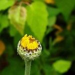 Cota tinctoria Flower