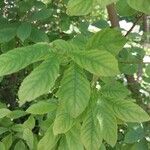 Salix aurita Leaf