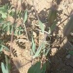 Vaccaria hispanica Hoja