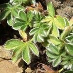 Potentilla nivalis Levél