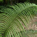 Odontosoria chinensis Blatt