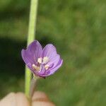 Epilobium palustre ফুল