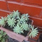 Graptopetalum macdougallii Leaf