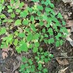 Thalictrum dioicum Folio