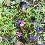 Trifolium depauperatum Hábito