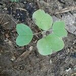 Passiflora lutea Leaf