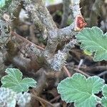 Pelargonium echinatum Kabuk