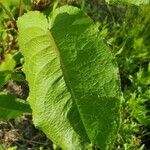 Rumex x pratensis Leaf