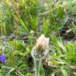 Hypochaeris uniflora Fruto