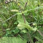 Salvia x sylvestris Blüte