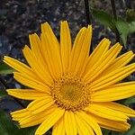 Buphthalmum salicifolium Flower