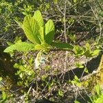 Oemleria cerasiformis Blatt