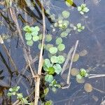 Ludwigia peploides 叶