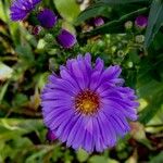 Symphyotrichum novi-belgii Fiore