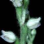 Goodyera tesselata Flower