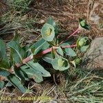 Euphorbia isatidifolia Habitus