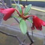 Rhododendron banghamiorum