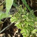 Thymus serpyllum Liść