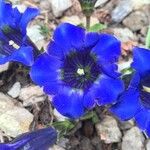 Gentiana acaulis Квітка