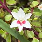 Freesia laxa Flower