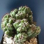 Cereus jamacaru List