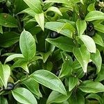 Sarcococca orientalis Leaf