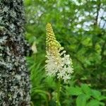 Amianthium muscitoxicum Flower