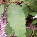 Persicaria wallichii 叶