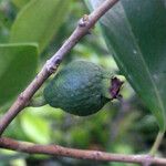 Psidium cattleianum Drugo