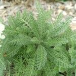 Achillea crithmifolia Folha