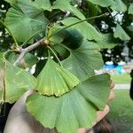 Ginkgo bilobaLeaf