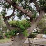 Ficus macrophylla Bark