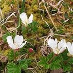 Rubus chamaemorus Kvet