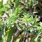 Stevia satureifolia